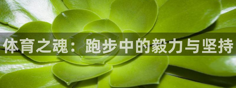 注册凯发官方正版app：体育之魂：跑步中的毅力与坚持