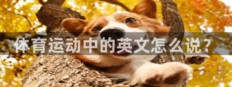 凯发官网下载招商电话号码查询：体育运动中的英文怎么说